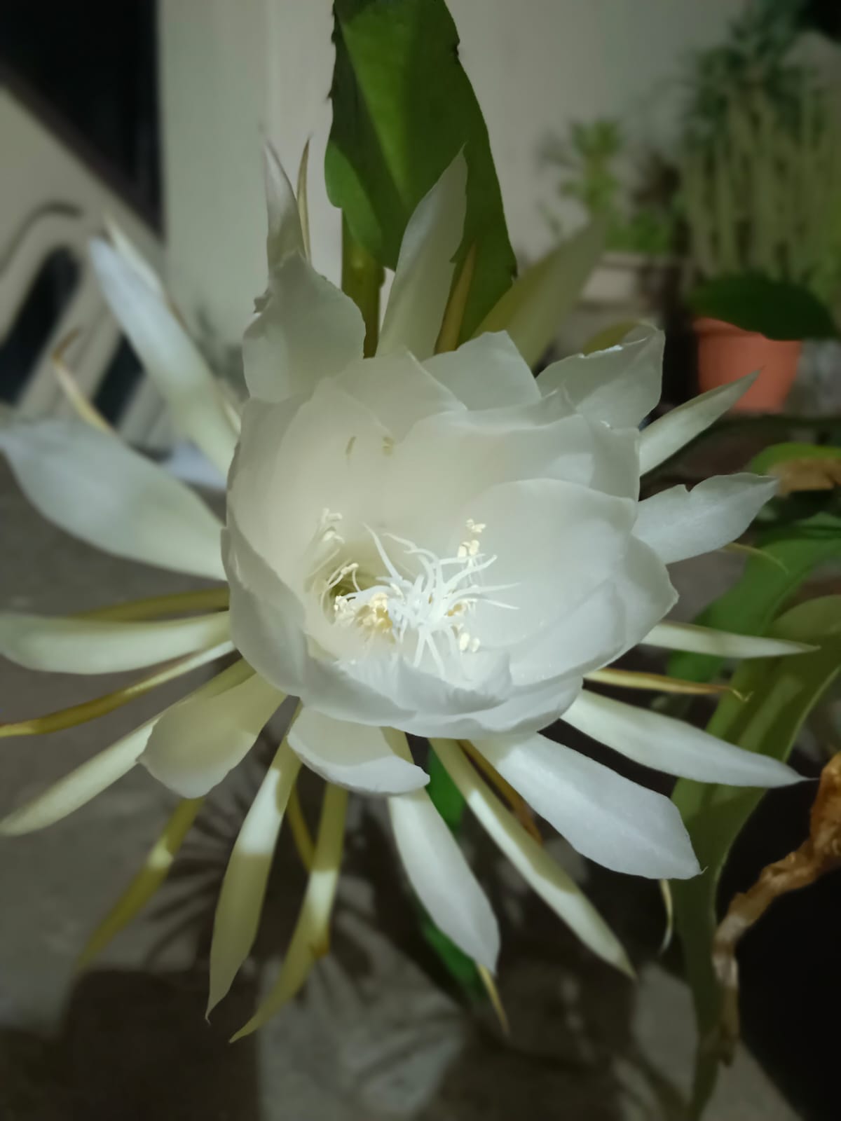 सुनिता नरेंद्र देशकर यांच्या घरी फुलले ब्रह्मकमळ