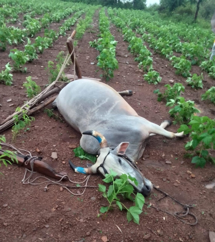 अहेरी येथे वीज पडून बैलाचा मृत्यू