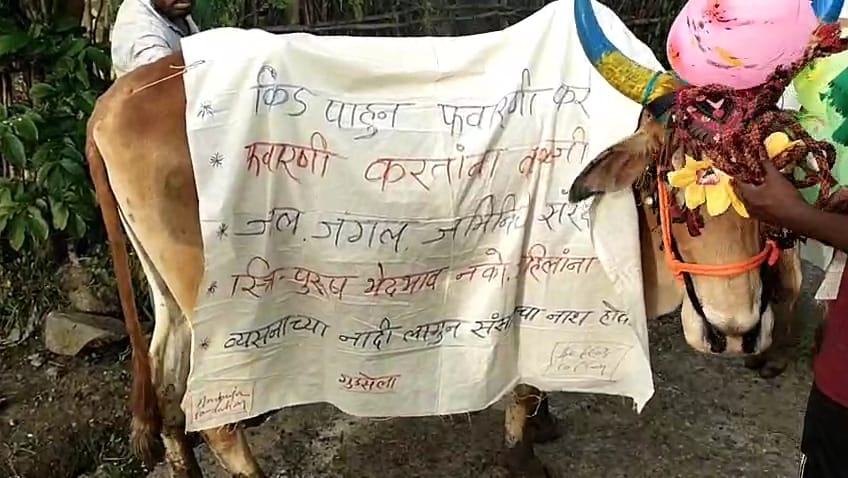 अनोख्या बैल सजावटीने वेधले नागरिकांचे लक्ष