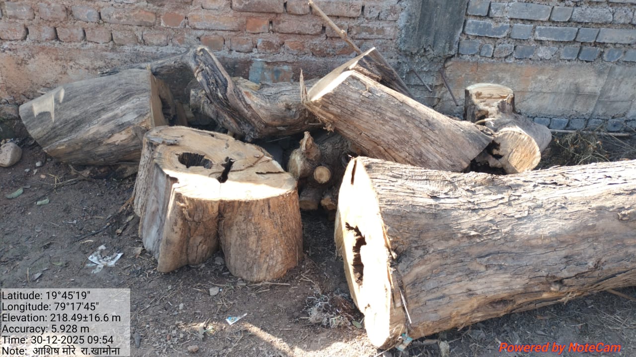 खामोना येथे अवैध सागवान वृक्षतोड; कारवाईची मागणी