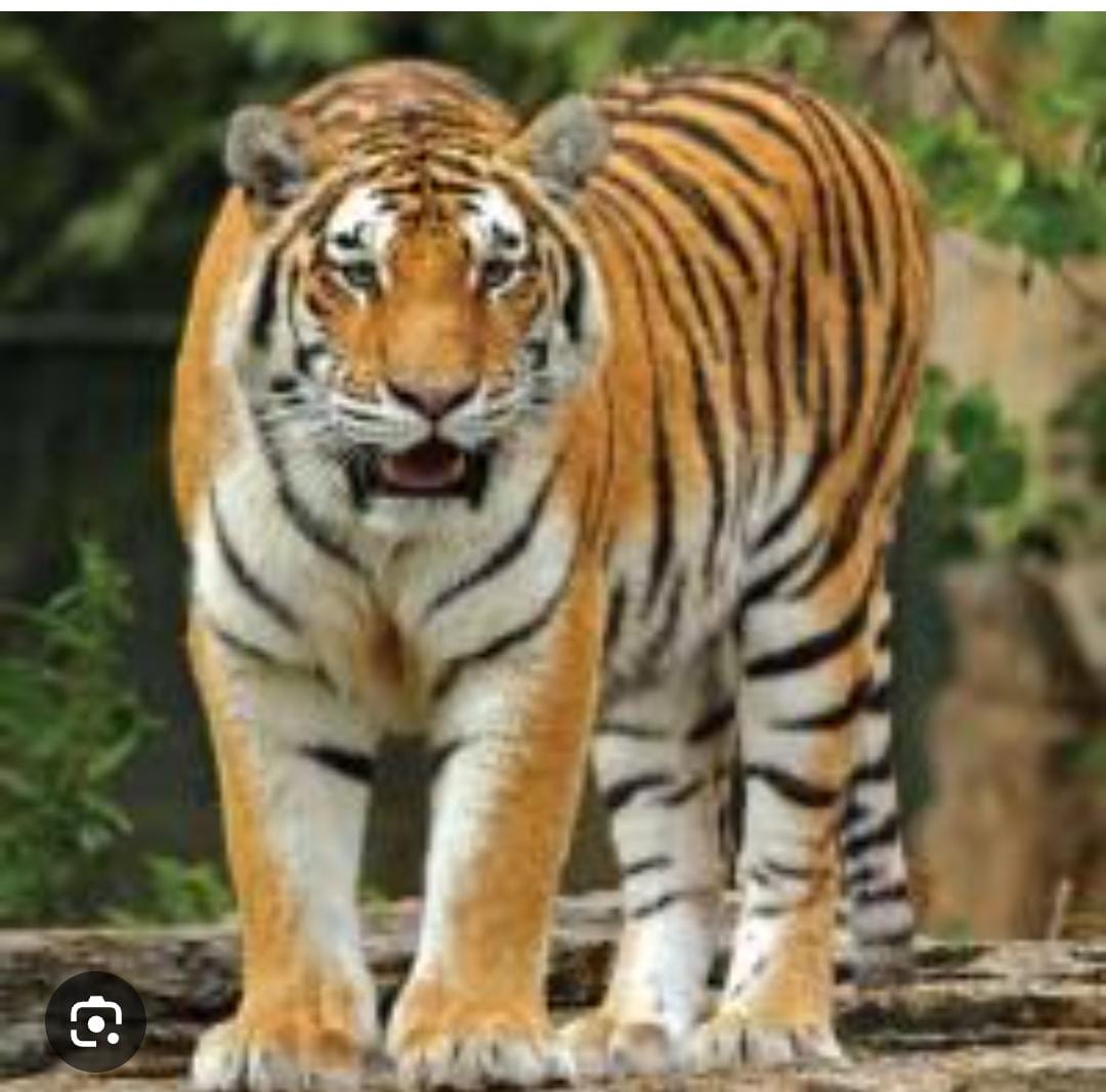 मोहफुल वेचायला गेलेला वसंता मेश्राम यांचा वाघाच्या हल्ल्यात मृत्यू मोहफुल वेचायला गेलेला वसंता मेश्राम यांचा वाघाच्या हल्ल्यात मृत्यू