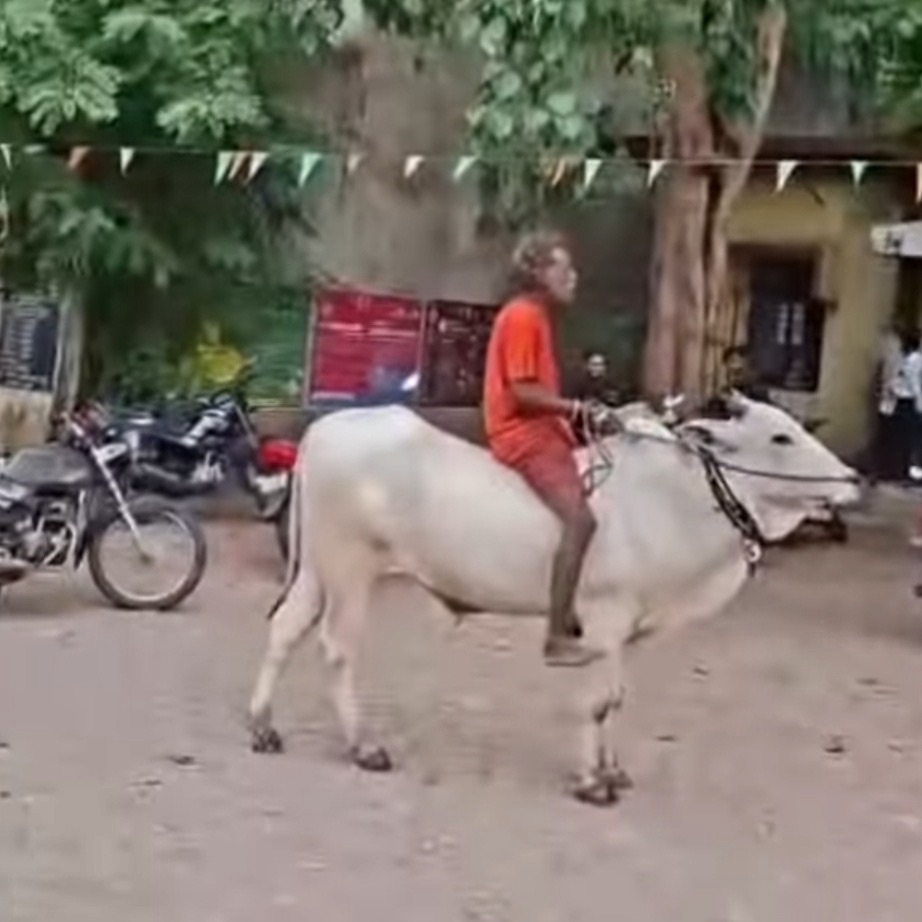 बैलावर बसून फिरणाऱ्या व्यक्तीची चर्चा.