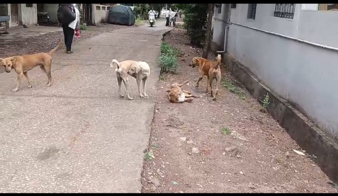 नगरपरिषदेने मोकाट कुत्र्यांचा तात्काळ बंदोबस्त करावा प्रभाग क्रमांक एक मधील रहिवाश्यांनी केली मागणी